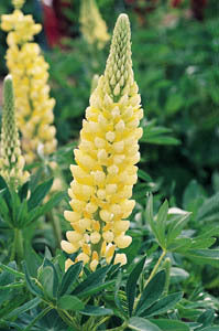 Lupinus polyphyllus 'Chandelier'