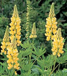 Lupinus polyphyllus 'Chandelier'