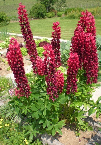 Lupinus polyphyllus 'My Castle'