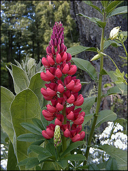 Lupinus polyphyllus 'My Castle'