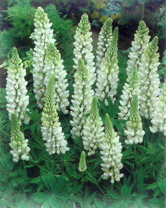 Lupinus polyphyllus 'Noble Maiden'