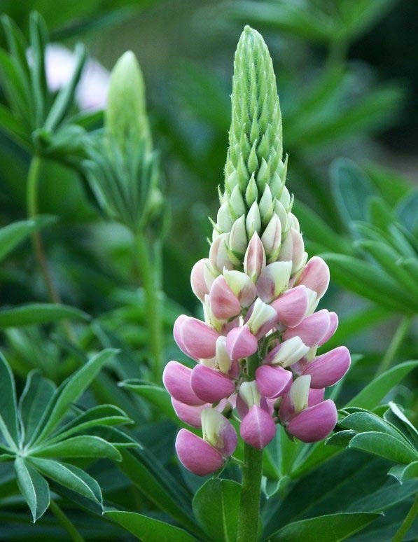 Lupinus polyphyllus 'The Chatelaine'