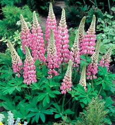 Lupinus polyphyllus 'The Chatelaine'