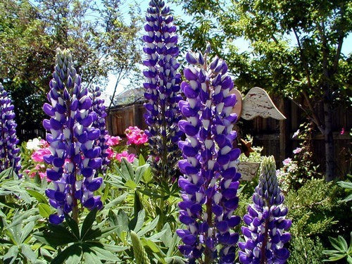 Lupinus polyphyllus 'The Governor'