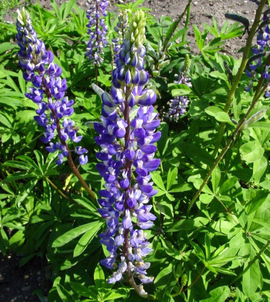 Lupinus polyphyllus 'The Governor'
