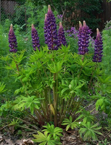Lupinus polyphyllus 'The Governor'