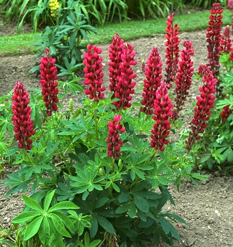 Lupinus polyphyllus 'The Pages'