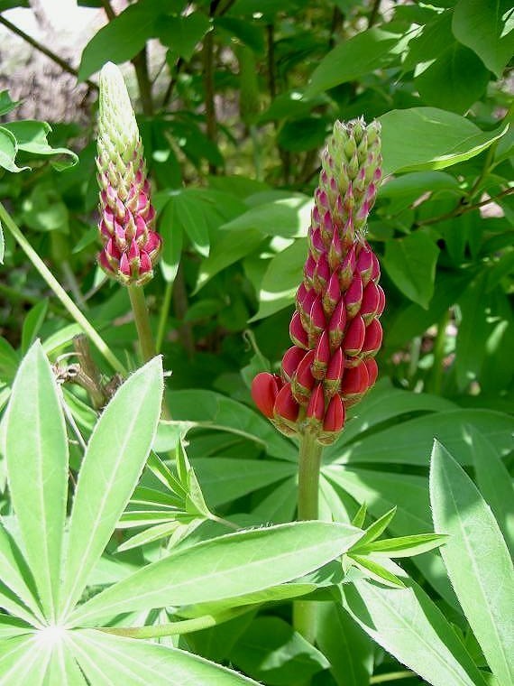 Lupinus polyphyllus 'The Pages'