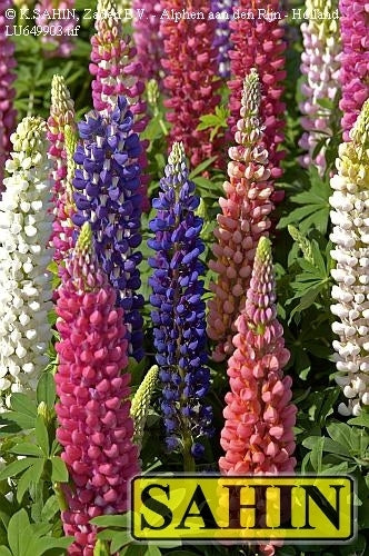 Lupinus polyphyllus 'Russell'S Mixture''