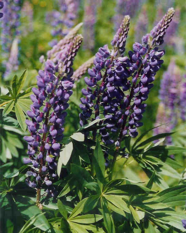 Lupinus perennis 'Zauberwald'