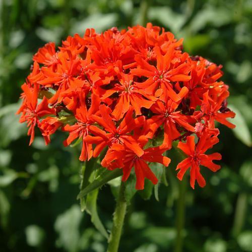 Lychnis chalcedonica