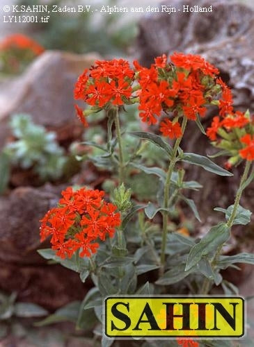 Lychnis chalcedonica 'Molten Lava'