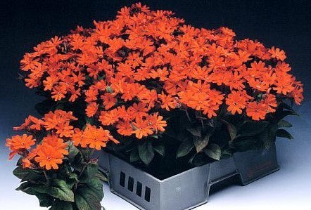 Lychnis chalcedonica 'Molten Lava'