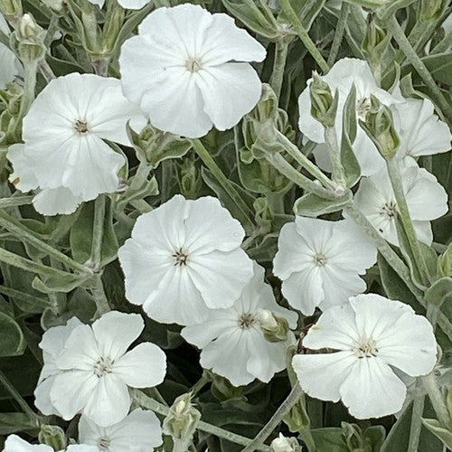 Lychnis coronaria 'Alba'