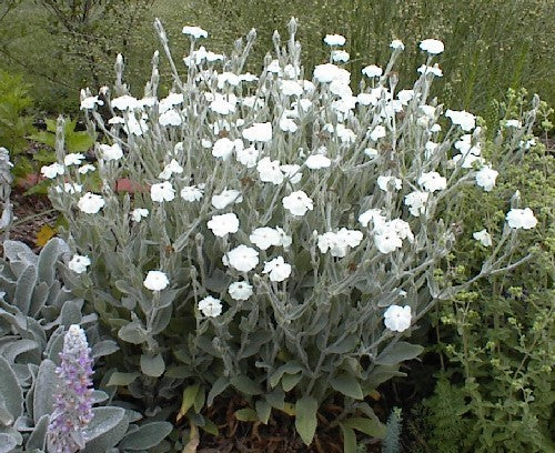 Lychnis coronaria 'Alba'