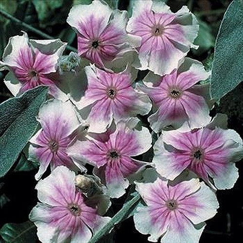 Lychnis coronaria 'Angel's Blush' / 'Oculata'