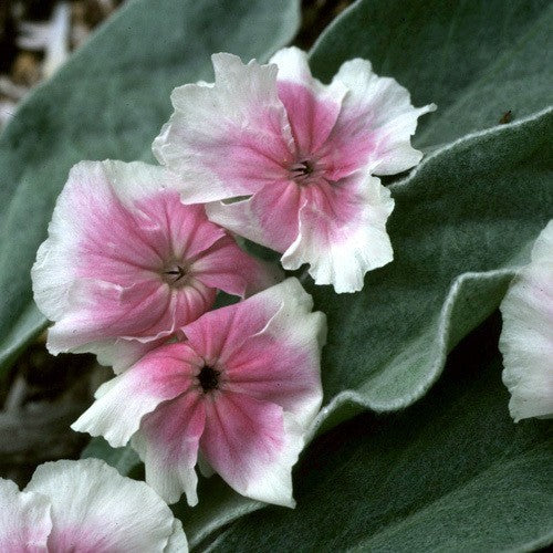 Lychnis coronaria 'Angel's Blush' / 'Oculata'