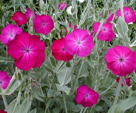 Lychnis coronaria 'Atrosanguinea'