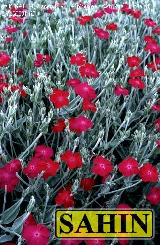 Lychnis coronaria 'Atrosanguinea'