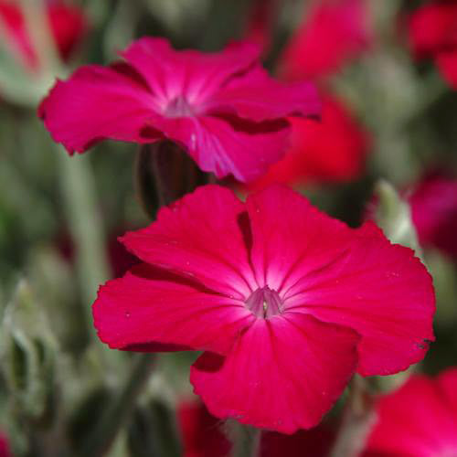 Lychnis coronaria 'Atrosanguinea'