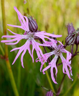 Lychnis flos-cuculi