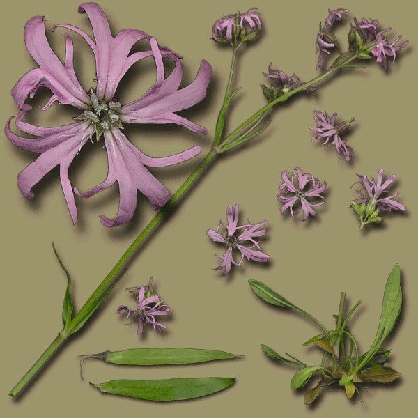 Lychnis flos-cuculi