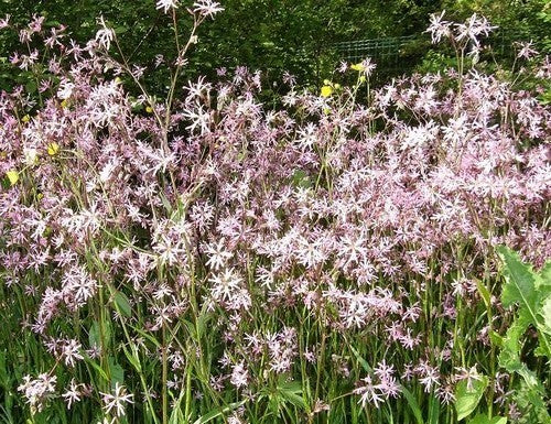 Lychnis flos-cuculi