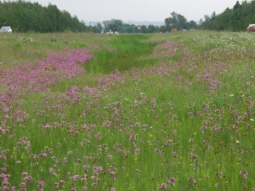 Lychnis flos-cuculi