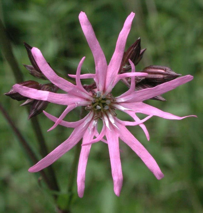 Lychnis flos-cuculi