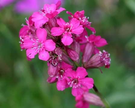 Lychnis viscaria