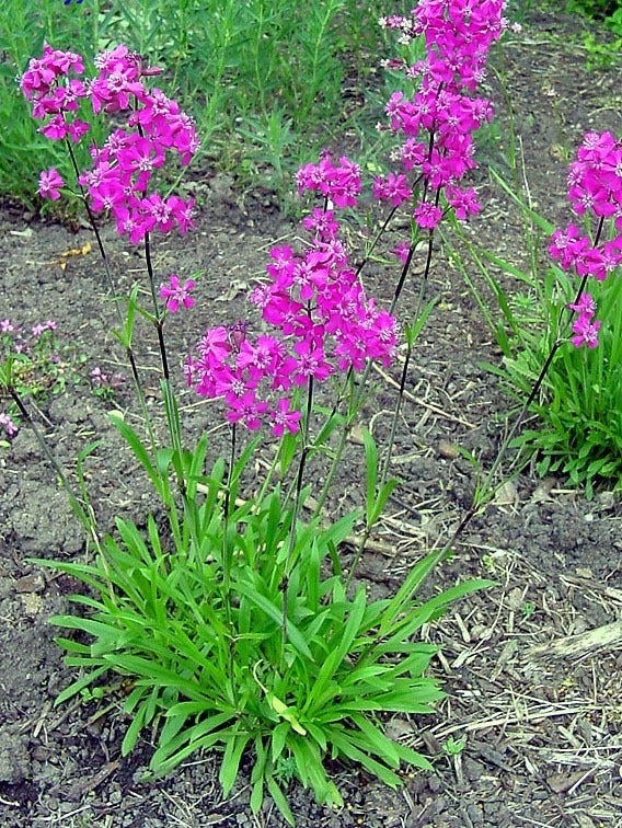 Lychnis viscaria