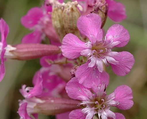 Lychnis viscaria