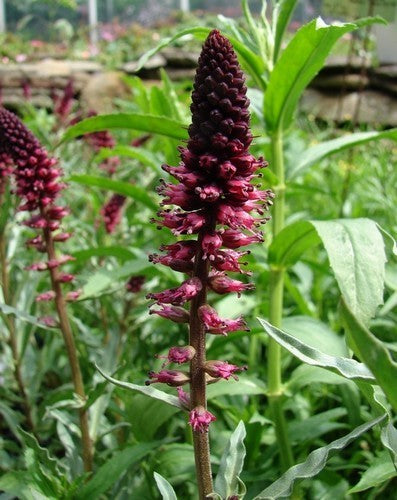 LysimaChia atropurpurea 'Beaujolais'