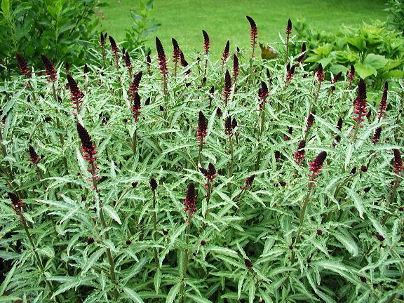 LysimaChia atropurpurea 'Beaujolais'