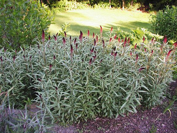 LysimaChia atropurpurea 'Beaujolais'