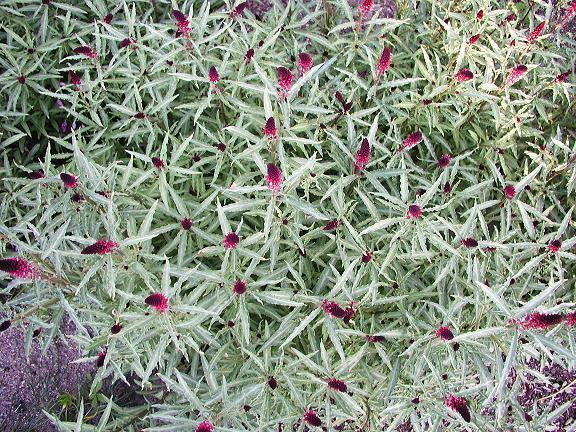 LysimaChia atropurpurea 'Beaujolais'