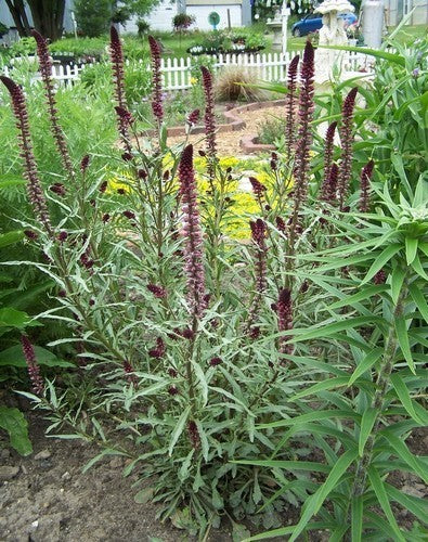LysimaChia atropurpurea 'Beaujolais'