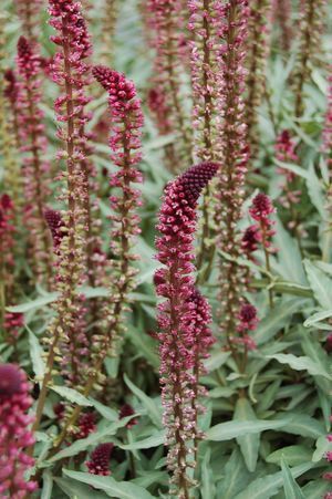 LysimaChia atropurpurea 'Beaujolais'