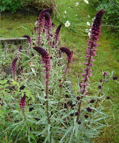 LysimaChia atropurpurea 'Beaujolais'