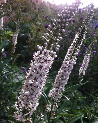 LYSIMACHIA ephemerum