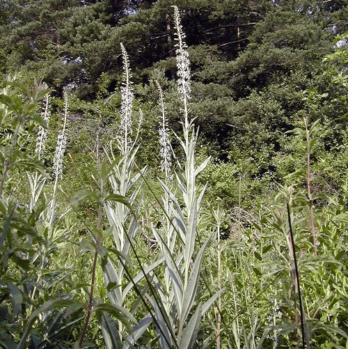 LYSIMACHIA ephemerum