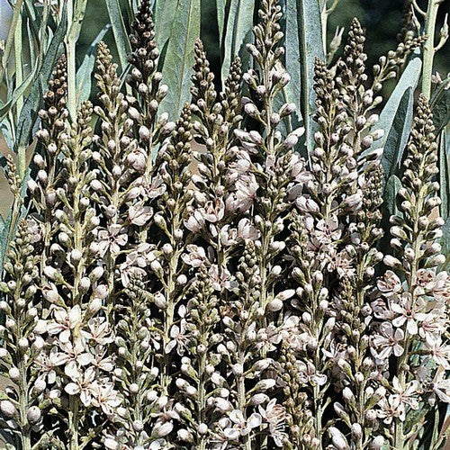 LYSIMACHIA ephemerum