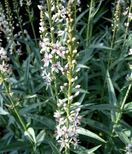 LYSIMACHIA ephemerum