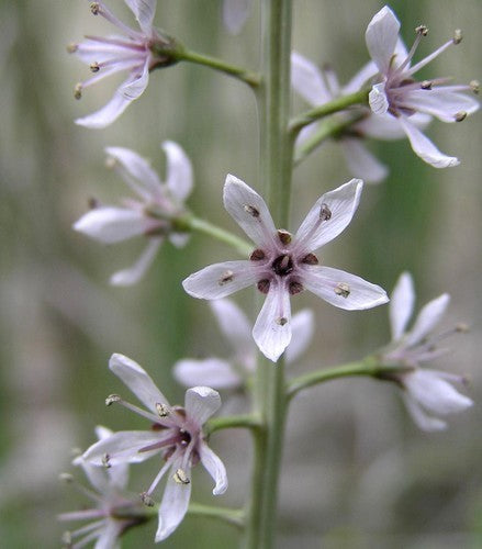 LYSIMACHIA ephemerum