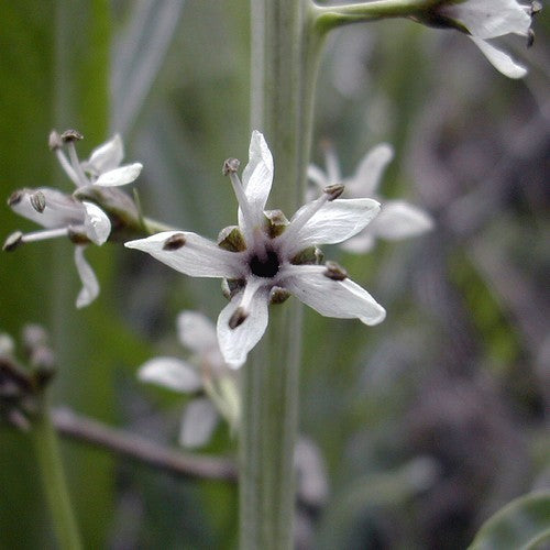 LYSIMACHIA ephemerum
