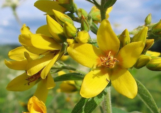 LysimaChia vulgaris