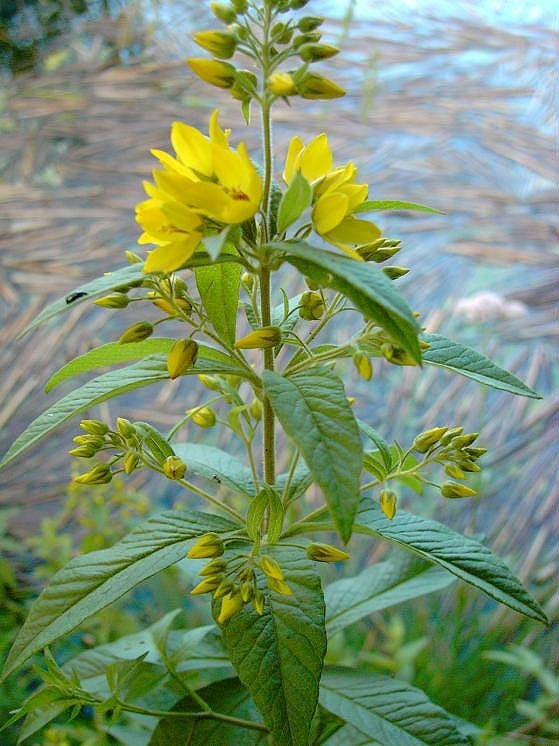 LysimaChia vulgaris