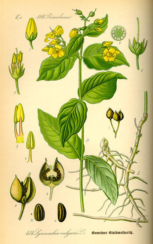 LysimaChia vulgaris