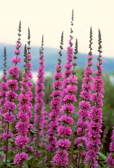 Lythrum salicaria