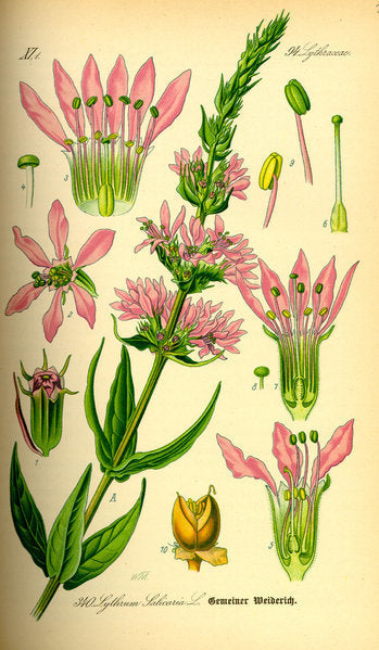 Lythrum salicaria